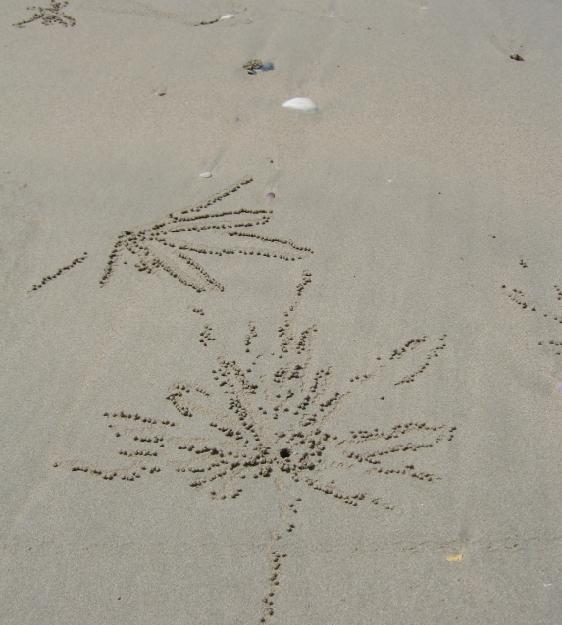[The Crab Was Here]